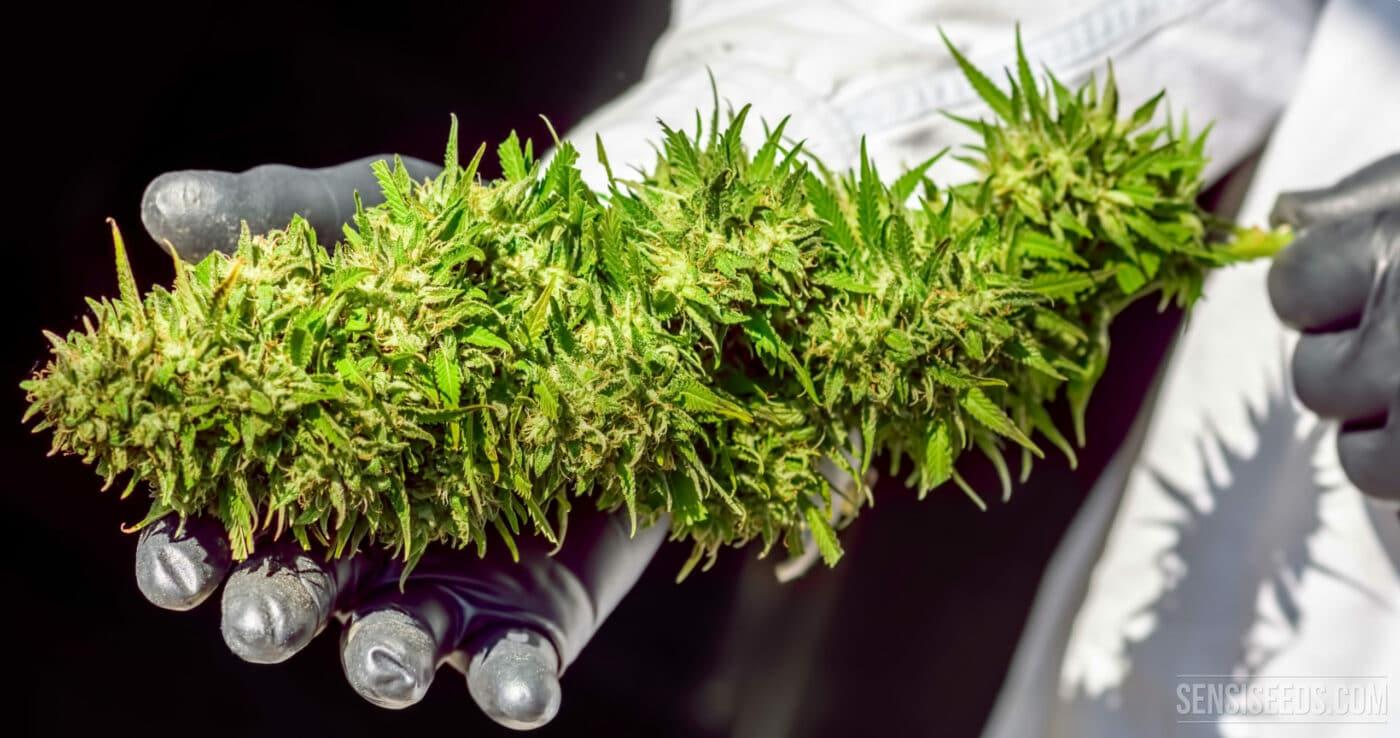 How to maximise the yield of a cannabis plant SensiSeeds 6 scaled 1