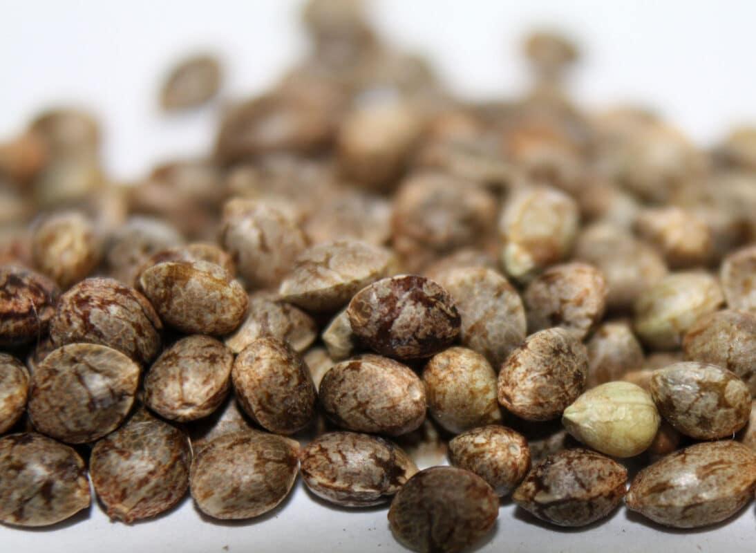 The difference between regular and feminized cannabis seeds seeds