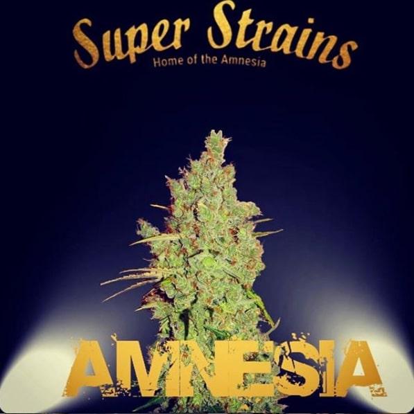 tHE ORIGINAL AMNESIA