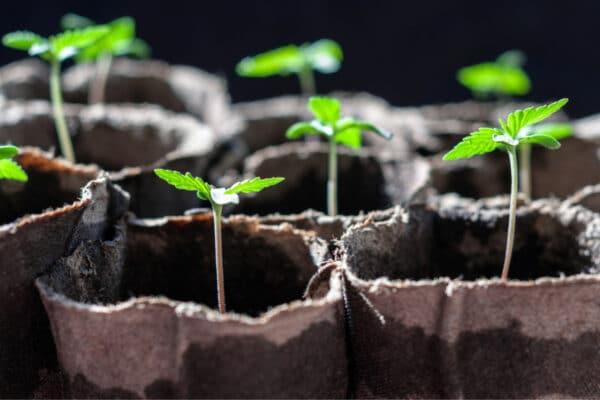 3 Great Autoflowering Strains to Grow and Enjoy Enzo Schillaci Fast Buds mg magazine mgretailer
