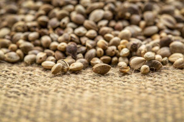Hemp Seeds on Burlap CBD Hemp Seeds CBG Hemp Seeds Ag Marvels scaled 1