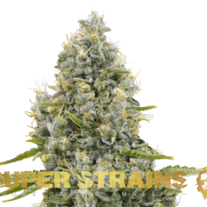 Alternative view of Agartha - CBD