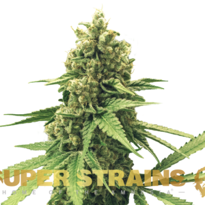 Alternative view of DFA Autoflowering