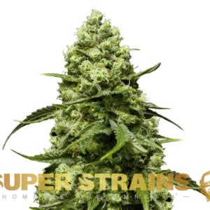 Alternative view of Turing Autoflowering
