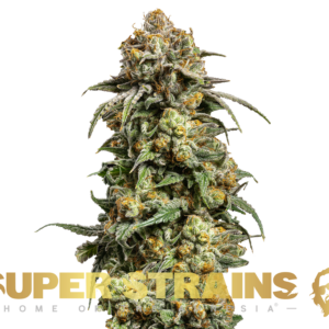 Alternative view of Cookies Krush - Feminized