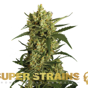 Alternative view of Crackers - Feminized