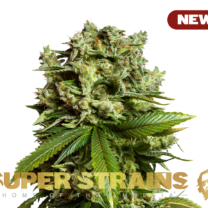 Alternative view of #GG4 (Gorilla Glue)