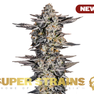 Alternative view of Gelato #33