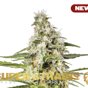 Alternative view of Girl Scout Cookies
