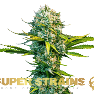 Alternative view of Next of Kin - Feminized