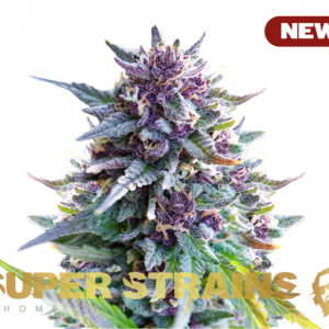 Alternative view of Purple Punch