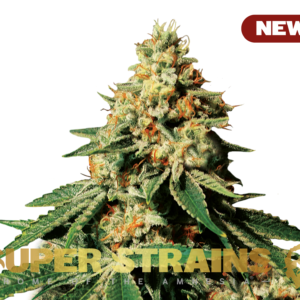 Alternative view of Zkittlez