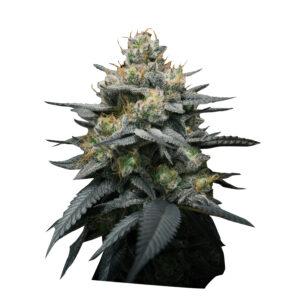 Alternative view of Kush Mints Auto